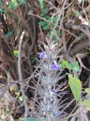 Haplanthodes verticillatus