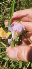Vigna vexillata angustifolia