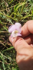 Vigna vexillata angustifolia