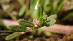 Polygonum plebeium
