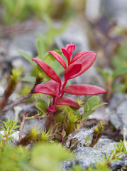 Exobasidium splendidum