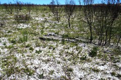 Lichtensteinia lacera