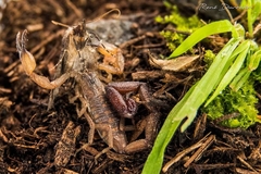 Centruroides nitidus