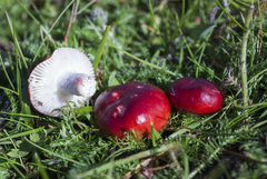 Russula laccata