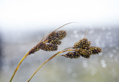 Carex atrata