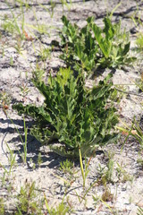 Lichtensteinia lacera