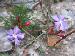 Mandevilla myriophylla