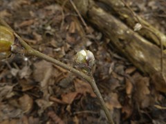 Phytoptus avellanae