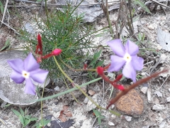 Mandevilla myriophylla