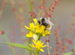 Bombus lapponicus
