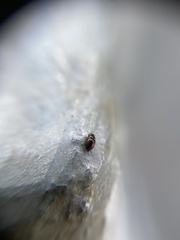 Clambidae
