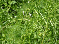 Vicia disperma