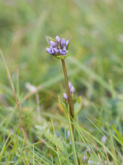 Gentianella aurea