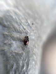 Clambidae