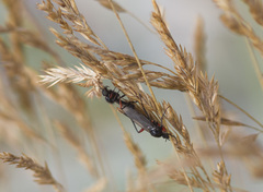 Bibio pomonae