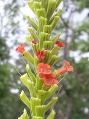 Stachytarpheta longispicata