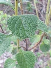 Stachytarpheta longispicata