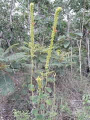 Stachytarpheta longispicata