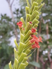 Stachytarpheta longispicata