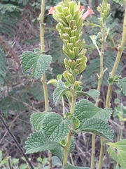 Stachytarpheta longispicata