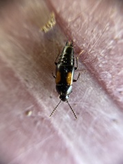 Tachinus subterraneus