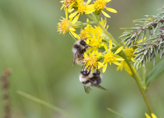 Bombus lapponicus