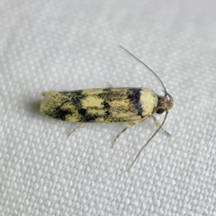 Sphyrelata nefanda