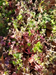 Pterostegia drymarioides