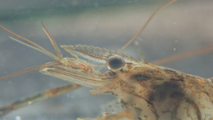Macrobrachium nipponense