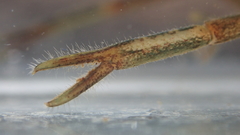 Macrobrachium nipponense