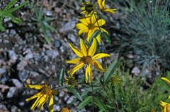 Helianthus nuttallii
