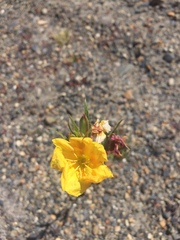 Oenothera odorata