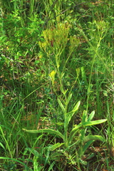 Kalanchoe paniculata