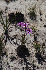 Senecio cymbalarifolius
