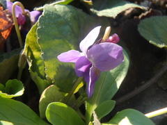Viola alba dehnhardtii