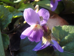 Viola alba dehnhardtii
