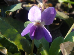 Viola alba dehnhardtii
