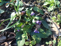Viola alba dehnhardtii