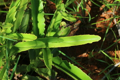 Kalanchoe paniculata