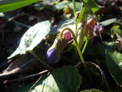Viola alba dehnhardtii