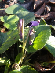 Viola alba dehnhardtii