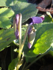 Viola alba dehnhardtii