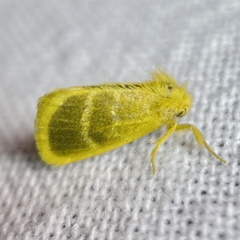 Euproctis lucifuga