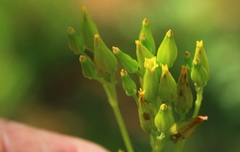 Kalanchoe paniculata