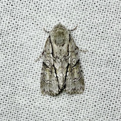 Turnerinycta phaeocosma