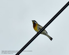 Spindalis zena benedicti