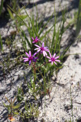 Senecio cymbalarifolius