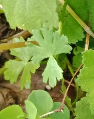 Hydrocotyle batrachium