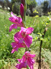 Gladiolus illyricus
