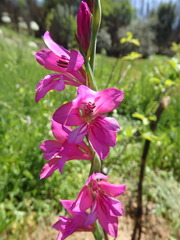 Gladiolus illyricus